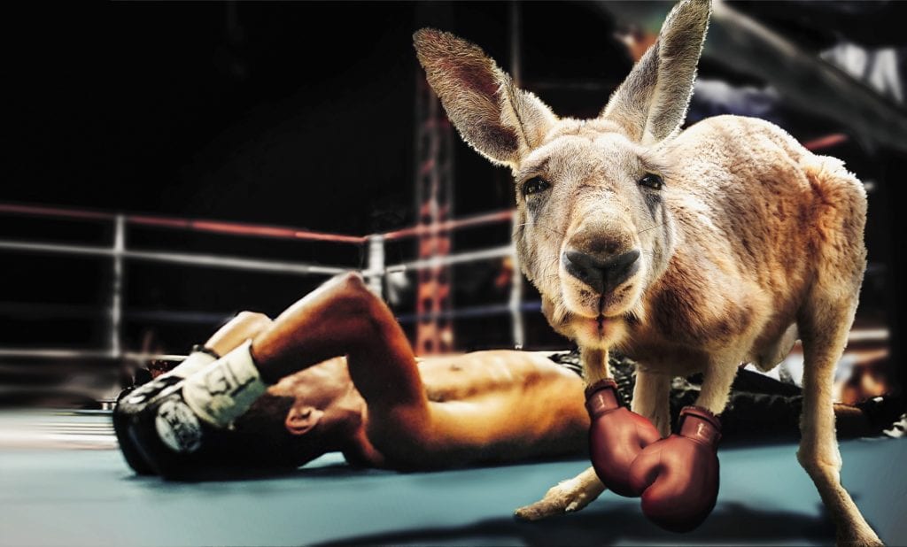 A kangaroo winning a boxing match